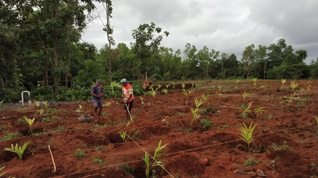 Arecanut Pit Digging